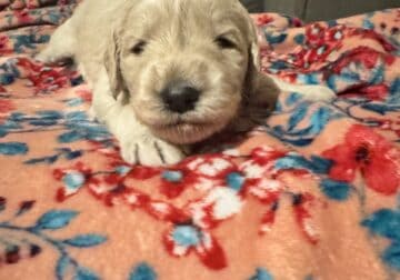 Precious Goldendoodle puppy- blue