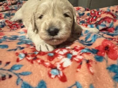 Precious Goldendoodle puppy- blue