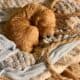 Mini Red Goldendoodle Puppies – Champion Bloodline