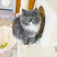 Registered Kittens: Ragdoll & Ragamuffin