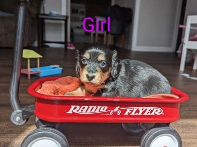 Miniature dachshunds