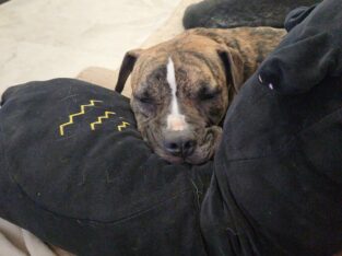 Brick (American pitbull terrier)
