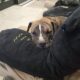 Brick (American pitbull terrier)