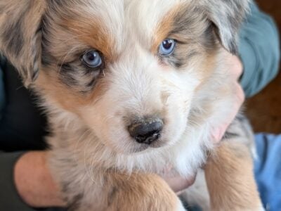 PB Registered Aussies for Sale