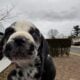Puppies are ready to go now . They come with paper