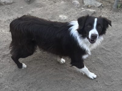 Australian Shepherd Male Red Bi Color
