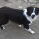 Australian Shepherd Male Red Bi Color