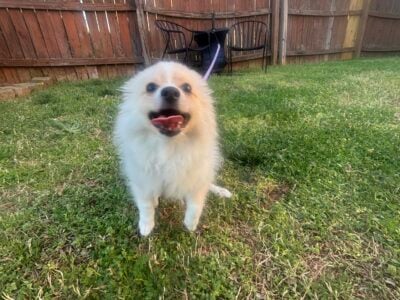 Tiny is looking for her forever home