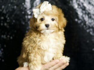 Midge F1B Maltipoo