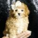 Midge F1B Maltipoo