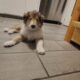 Meet Dulce – The Sweet & Spunky Rough Collie