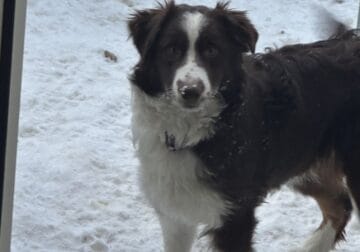 Male Aussie