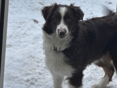 Male Aussie