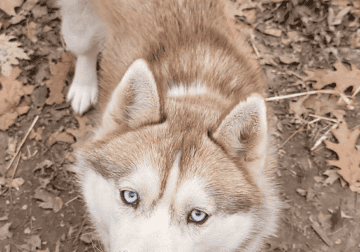 Beautiful Copper Husky
