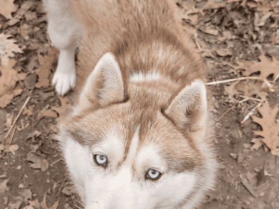 Beautiful Copper Husky