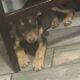 Puppies for FREE