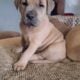 Pitbull English Mastiff Puppies Ready