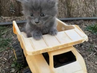 Nebelung Kitten