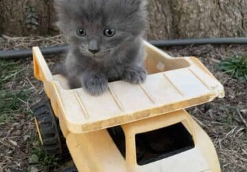 Nebelung Kitten