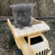 Nebelung Kitten