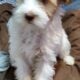 MALTESE CUDDLES PUPPY