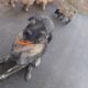 Armenian Gampr LGD Mix Puppies