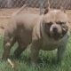 American bully