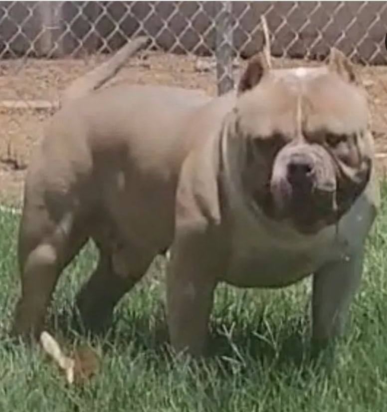 American bully