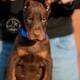 Doberman Pinscher puppies for sale!