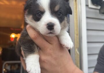 Boy 1 Pembroke Welsh Corgi