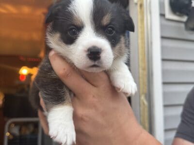 Boy 1 Pembroke Welsh Corgi