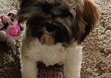 Sophia 11 month Havanese