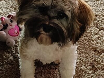 Sophia 11 month Havanese