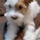 MALTESE CUDDLES PUPPY