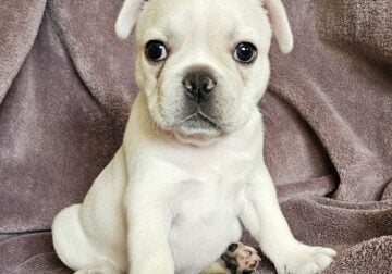 French Bulldog Puppies