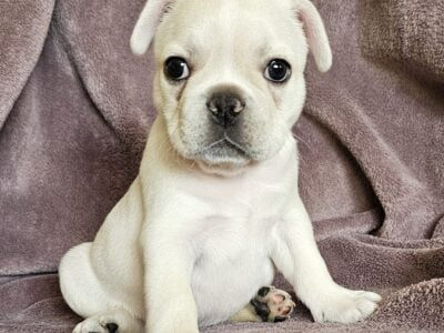 French Bulldog Puppies