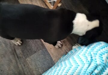 Bull terrier pups