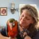 Absolutely the Sweetest Harlequin Macaw