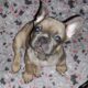 Family raised healthy French bulldog puppies