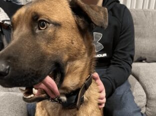 German Shepard Mix
