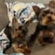 CKC Teacup Yorkie puppies