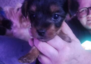 Male yorkies