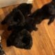 Tibetan mastiff chow chows