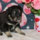AKC/ASCA Registered Australian Shepherd Puppies