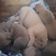 Pitbull English Mastiff Puppies Ready