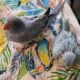 2 Beautiful Color Mutation Indian Ringneck Babies