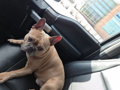 AKC Male French Bulldog