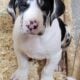 Mario, Great Dane Puppy