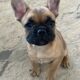 Frenchie Puppies