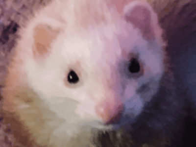 Looking for ferrets